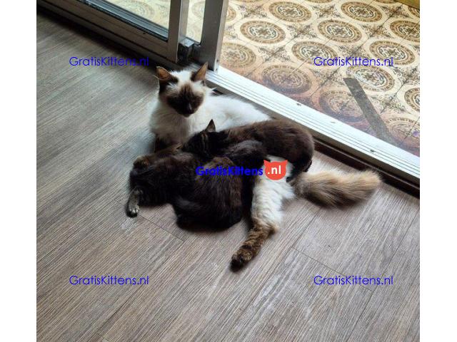 Vriendelijke, sociale kater, grijze tabby kitten