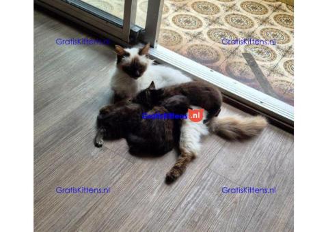 Vriendelijke, sociale kater, grijze tabby kitten
