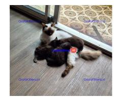 Vriendelijke, sociale kater, grijze tabby kitten