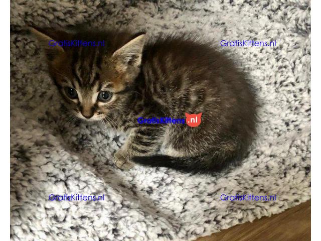Vriendelijke, sociale kater, grijze tabby kitten