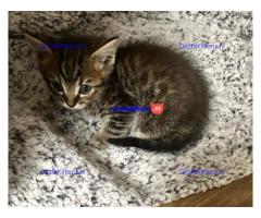 Vriendelijke, sociale kater, grijze tabby kitten