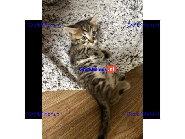 Vriendelijke, sociale kater, grijze tabby kitten