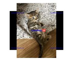Vriendelijke, sociale kater, grijze tabby kitten