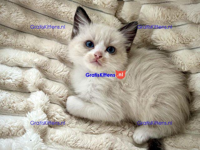 Baby Ragdoll kittens