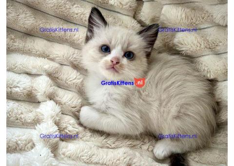 Baby Ragdoll kittens