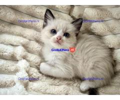Baby Ragdoll kittens
