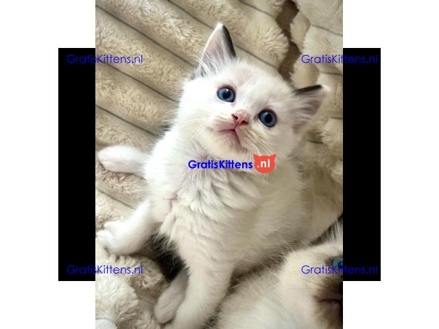 Baby Ragdoll kittens