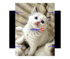 Baby Ragdoll kittens