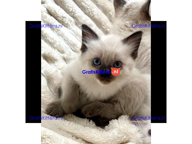 Baby Ragdoll kittens