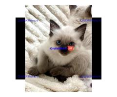 Baby Ragdoll kittens