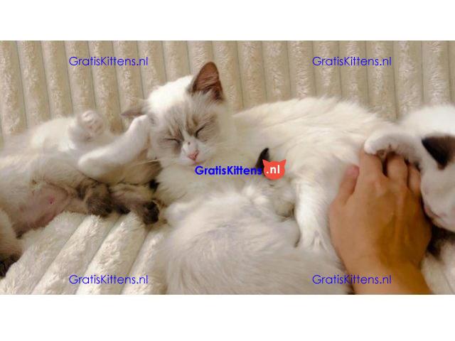 Baby Ragdoll kittens