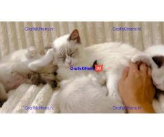 Baby Ragdoll kittens
