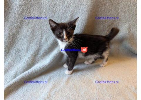 Zwart-witte kitten is erg tam
