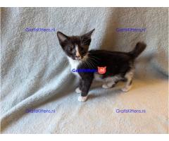 Zwart-witte kitten is erg tam