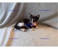 Zwart-witte kitten is erg tam