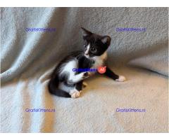 Zwart-witte kitten is erg tam