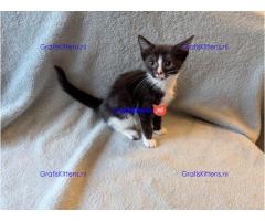 Zwart-witte kitten is erg tam
