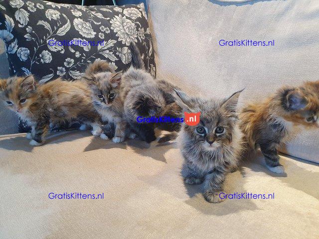 Prachtige, volle Maine Coons