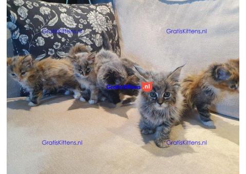 Prachtige, volle Maine Coons