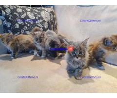 Prachtige, volle Maine Coons