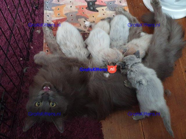Prachtige, volle Maine Coons
