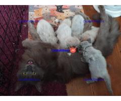 Prachtige, volle Maine Coons