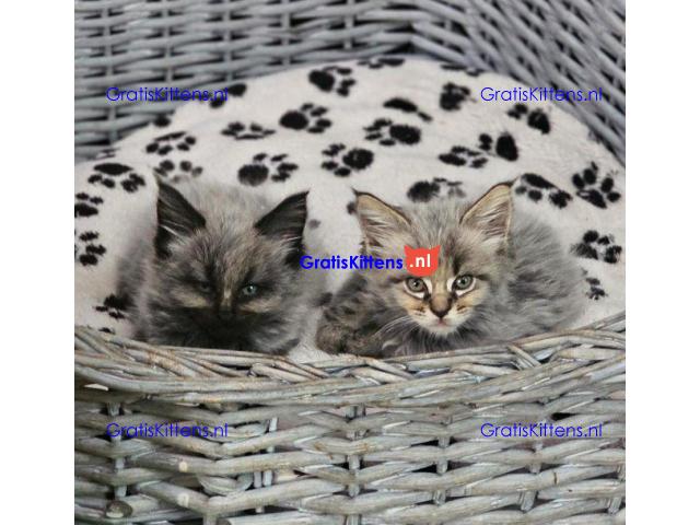 Prachtige, volle Maine Coons