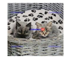Prachtige, volle Maine Coons
