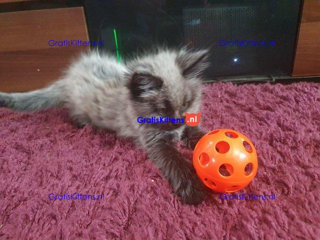 Prachtige, volle Maine Coons