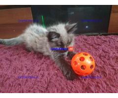 Prachtige, volle Maine Coons