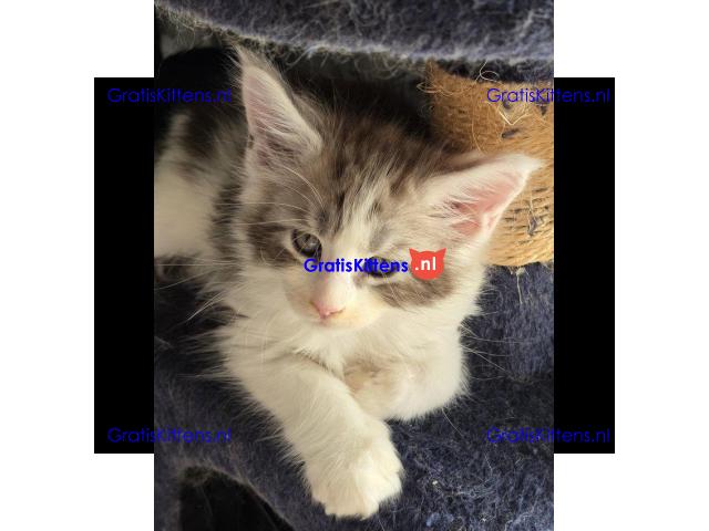 Stamboom Maine Coon kittens