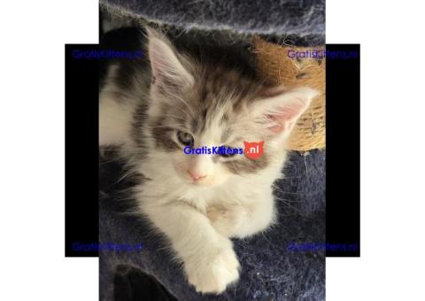 Stamboom Maine Coon kittens