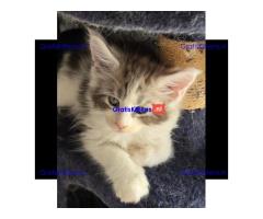 Stamboom Maine Coon kittens
