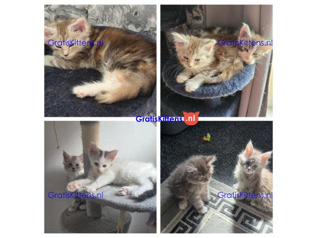 Stamboom Maine Coon kittens