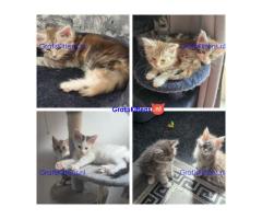 Stamboom Maine Coon kittens