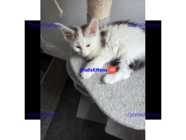 Stamboom Maine Coon kittens