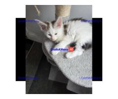 Stamboom Maine Coon kittens