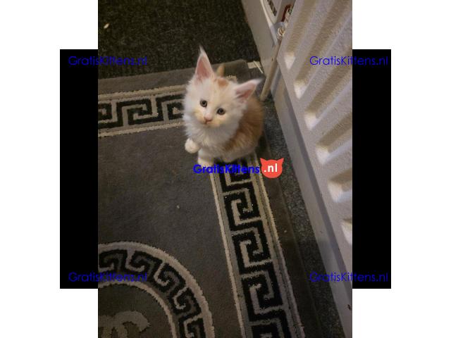 Stamboom Maine Coon kittens