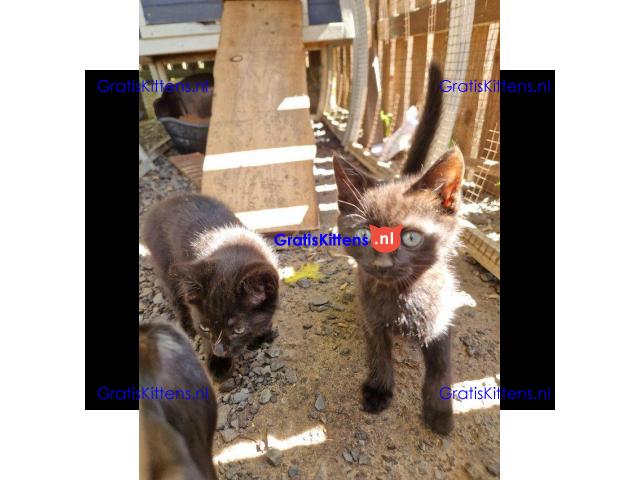 2 magische zwarte kittens van 8 weken oud