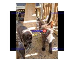 2 magische zwarte kittens van 8 weken oud
