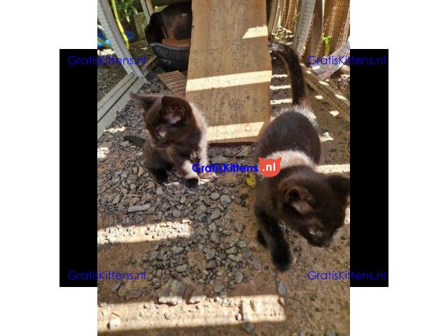 2 magische zwarte kittens van 8 weken oud