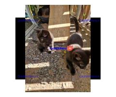 2 magische zwarte kittens van 8 weken oud