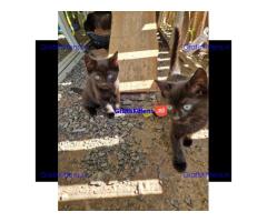 2 magische zwarte kittens van 8 weken oud