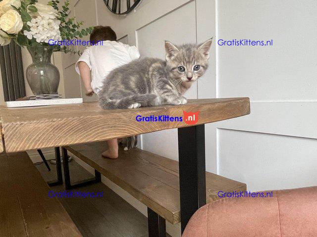 Prachtige kittens te koop, nu klaar
