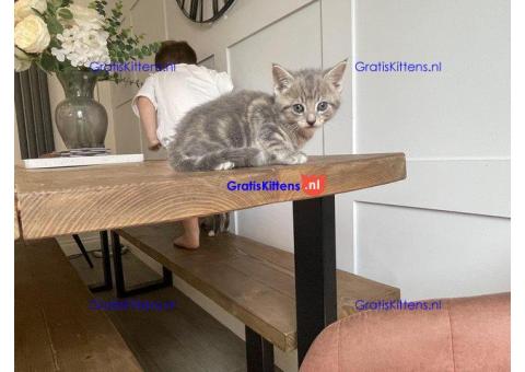 Prachtige kittens te koop, nu klaar
