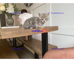 Prachtige kittens te koop, nu klaar