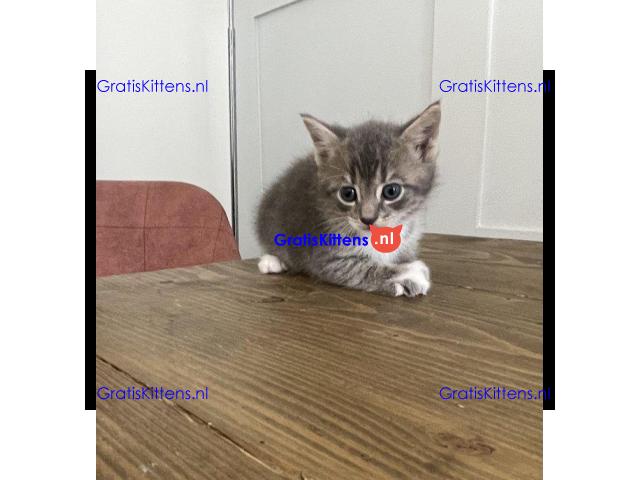 Prachtige kittens te koop, nu klaar
