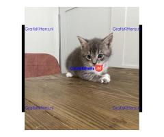 Prachtige kittens te koop, nu klaar