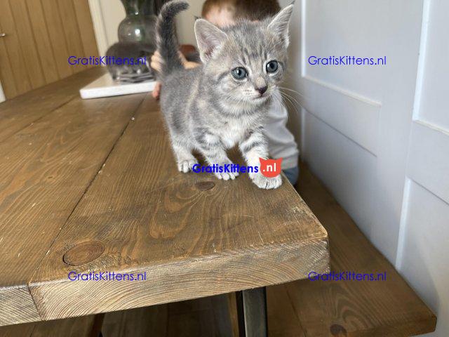Prachtige kittens te koop, nu klaar