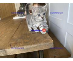 Prachtige kittens te koop, nu klaar
